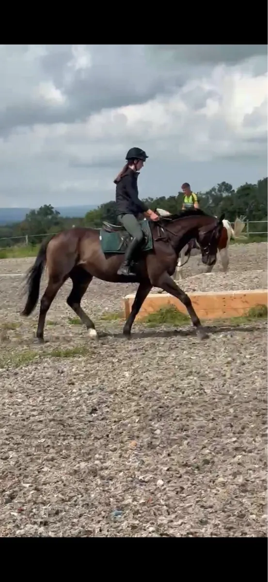 9yo thoroughbred Gelding - Image 1