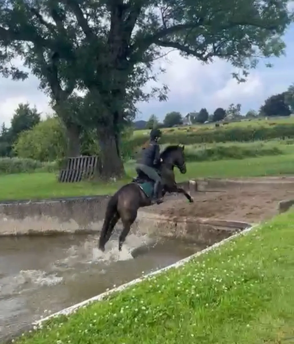 9yo thoroughbred Gelding - Image 2