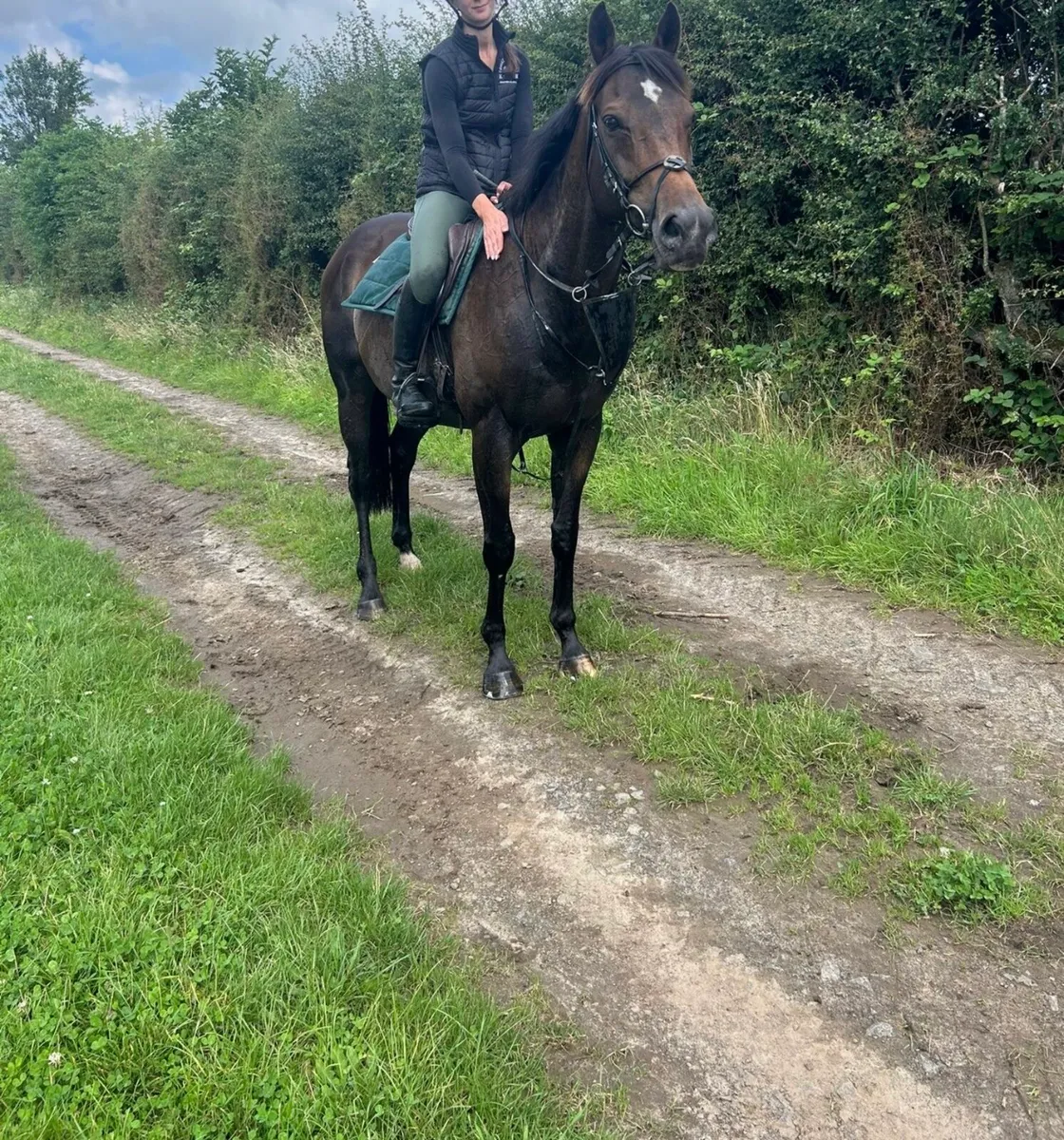 9yo thoroughbred Gelding - Image 3