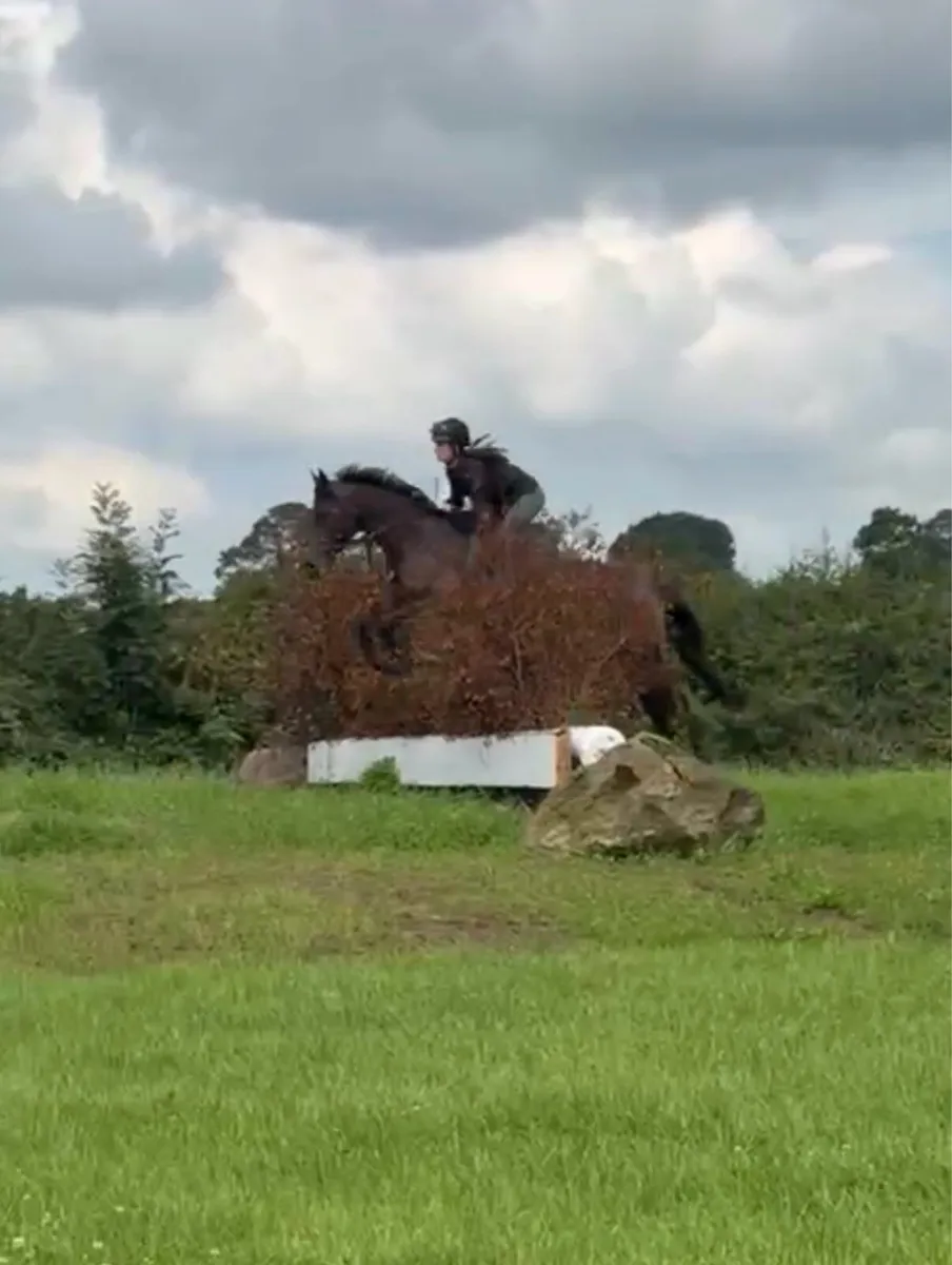 9yo thoroughbred Gelding - Image 4