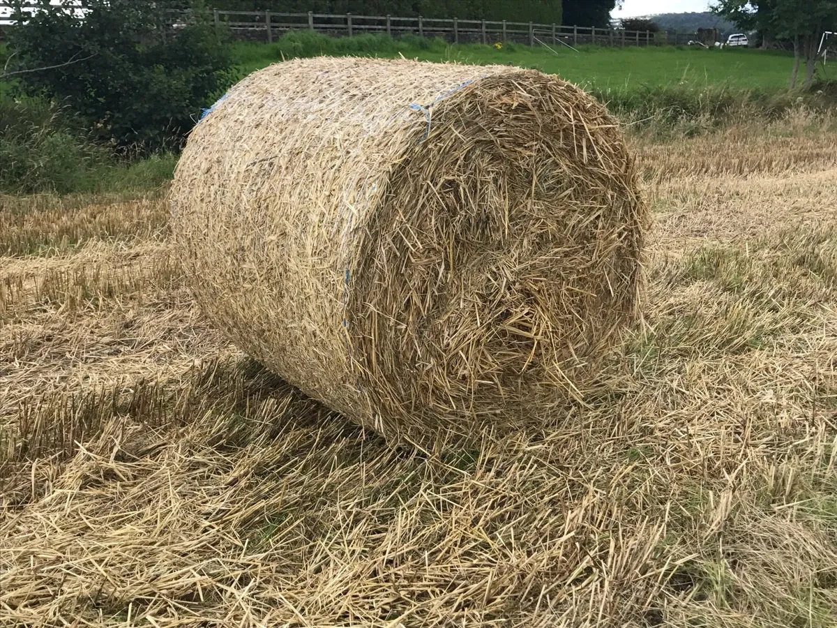 Straw - Image 3