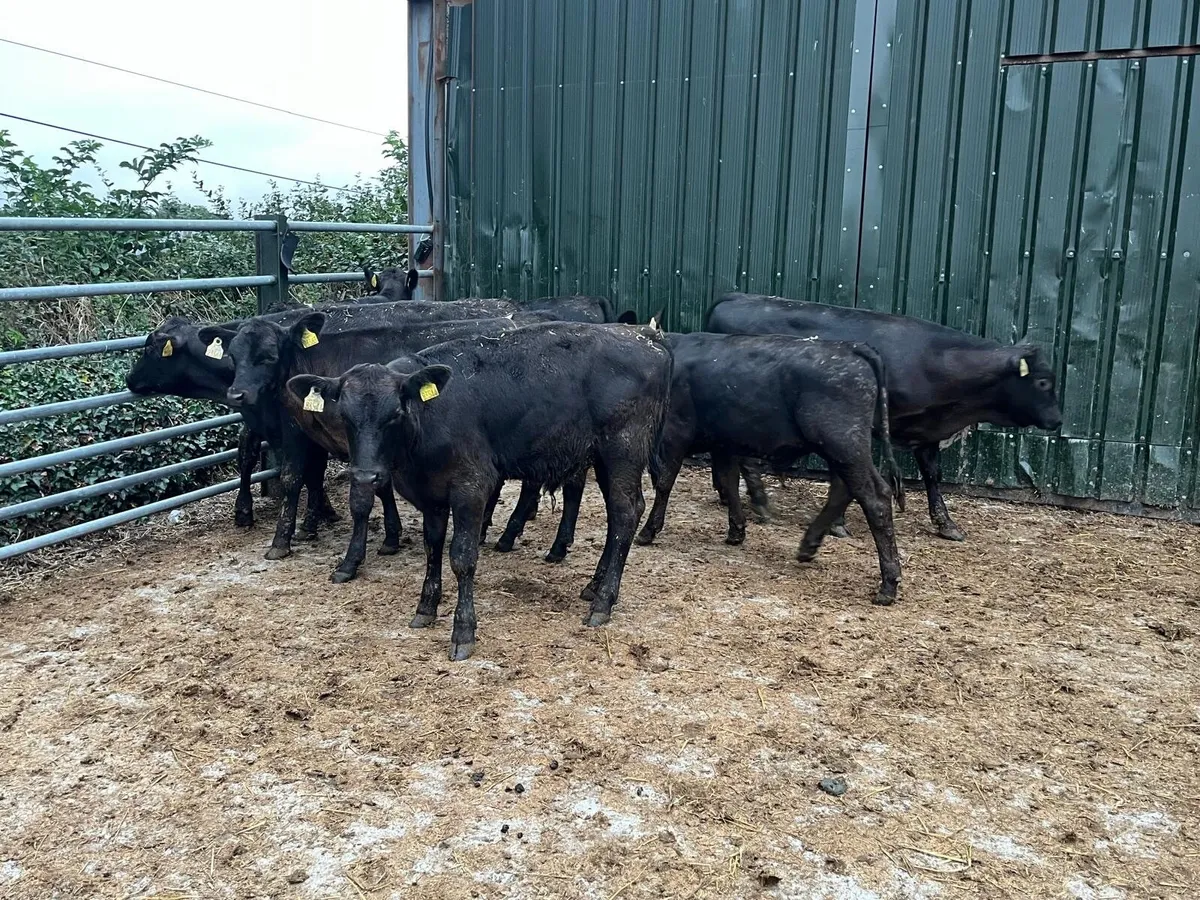 Super Angus weanling bulls - Image 1