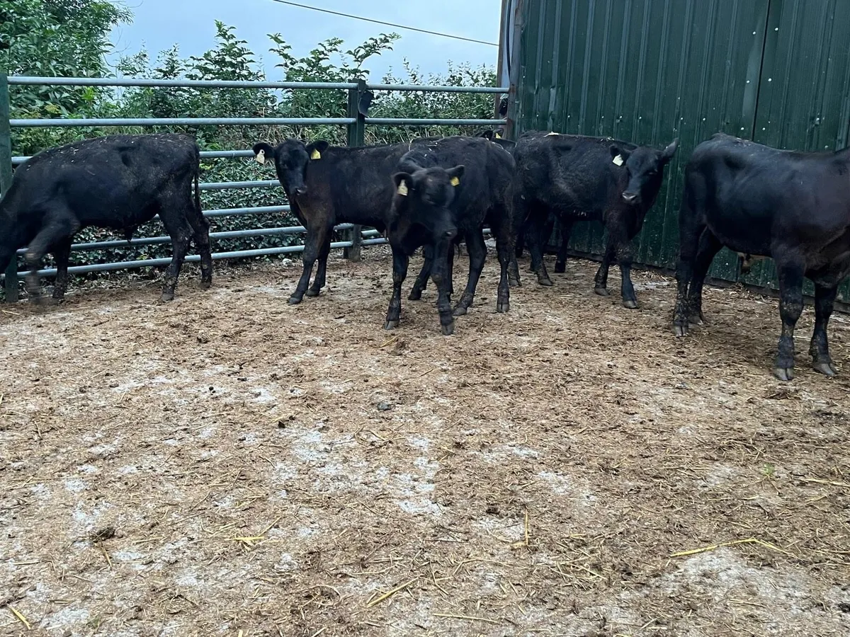 Super Angus weanling bulls - Image 2