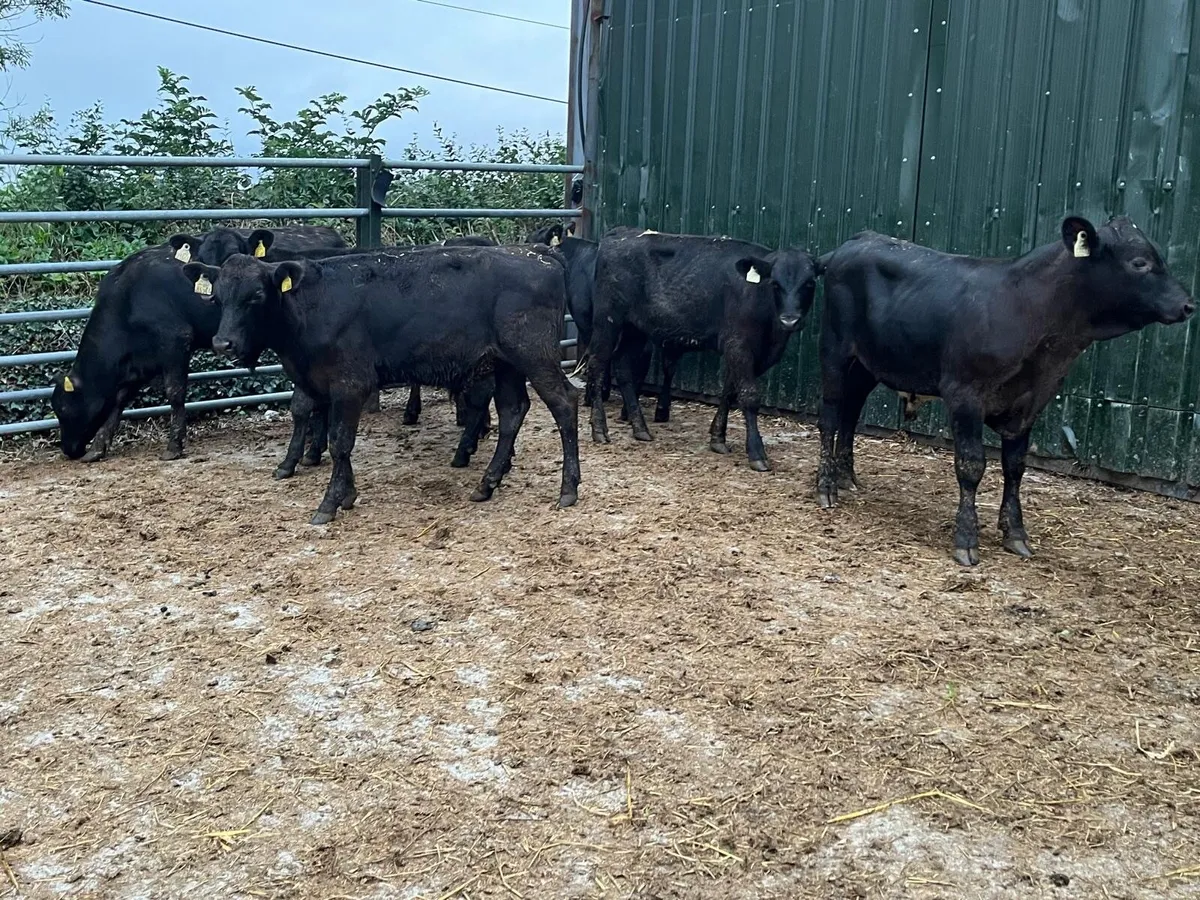 Super Angus weanling bulls - Image 3