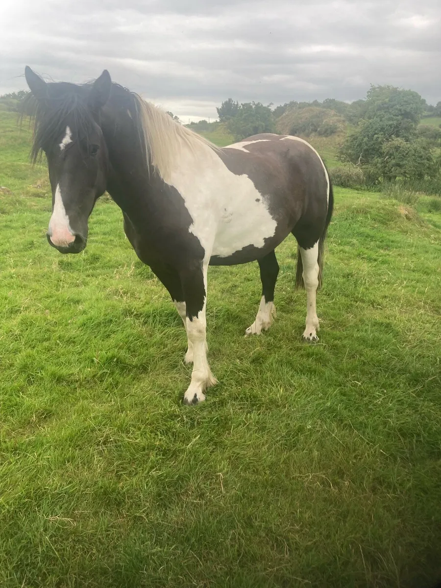 Drumshanbo Mart Sat 26th July - 3 yr old Mare - Image 1