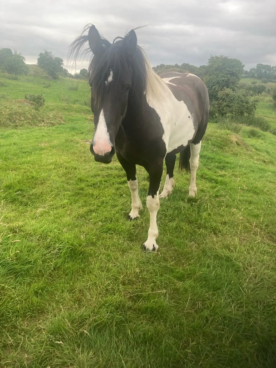 Drumshanbo Mart Sat 26th July - 3 yr old Mare - Image 2