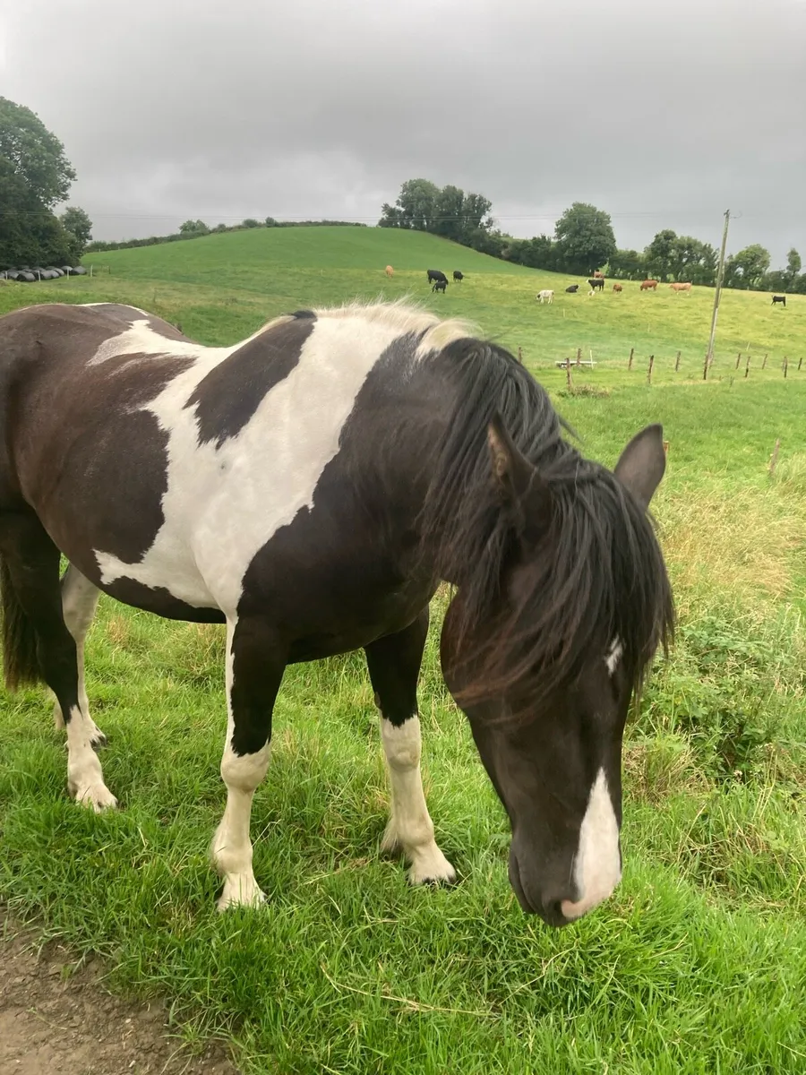 Drumshanbo Mart Sat 26th July - 3 yr old Mare - Image 3