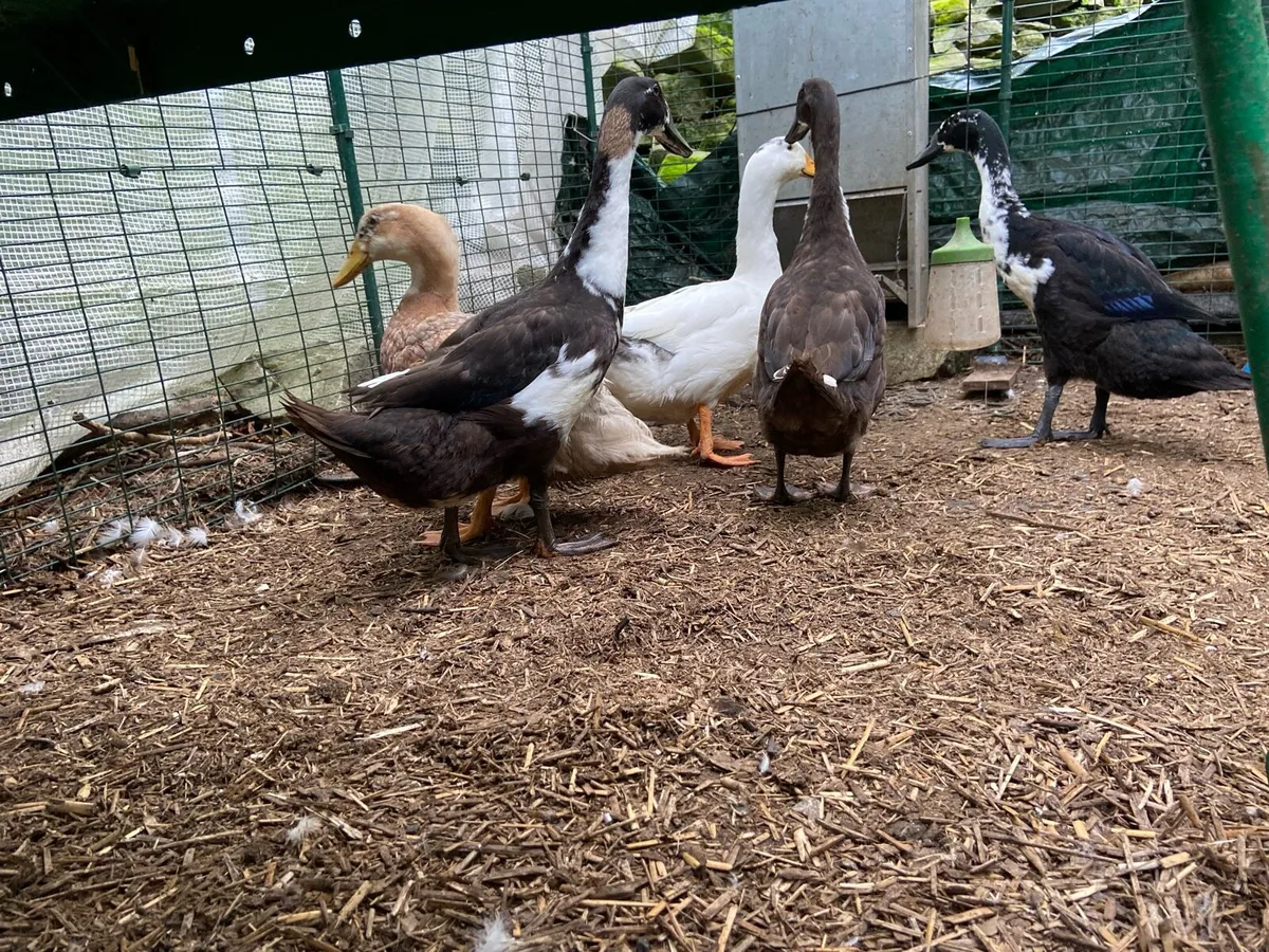 Drakes and roosters - Image 1