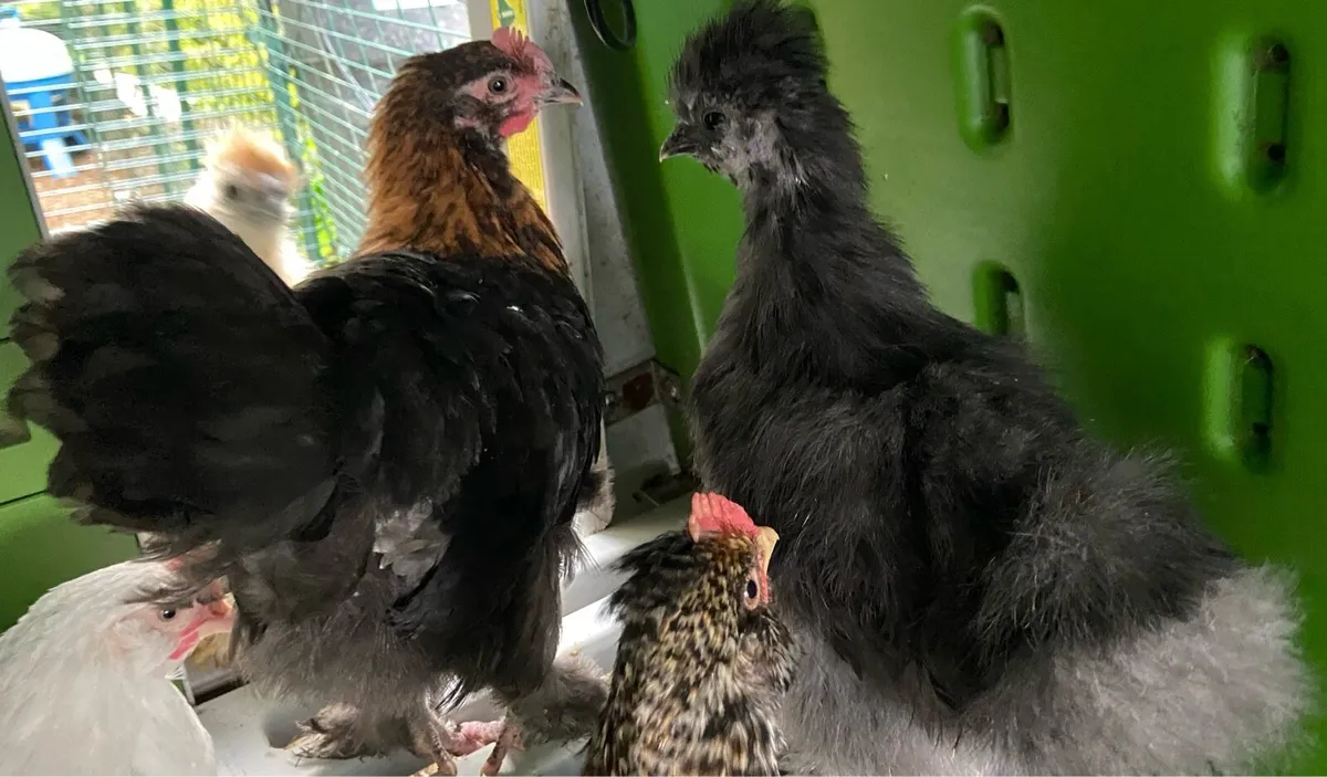 Drakes and roosters - Image 2