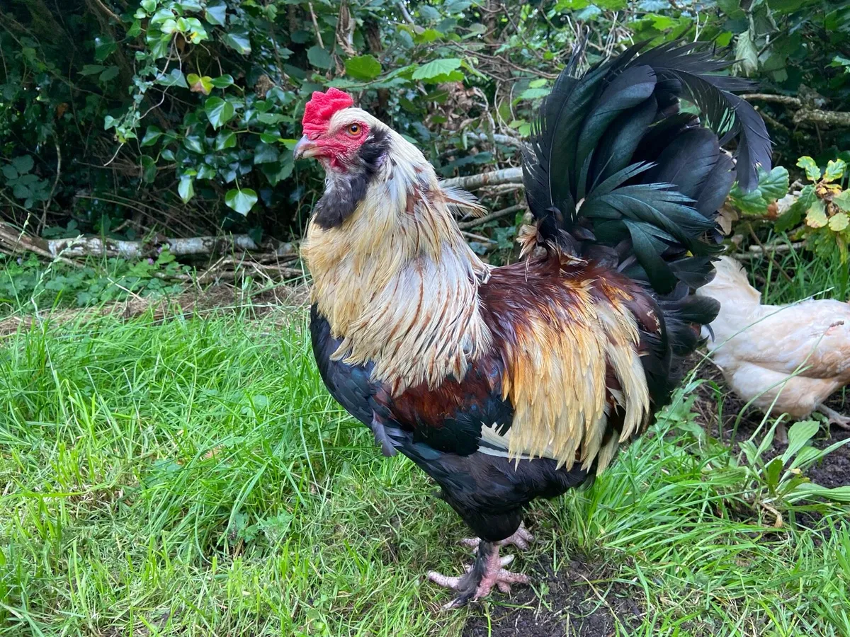 Drakes and roosters - Image 3