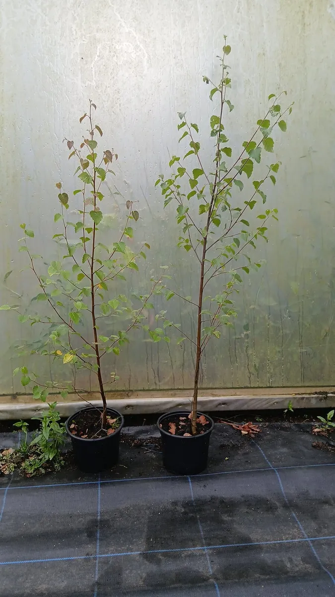 Native potted birch trees - Image 1
