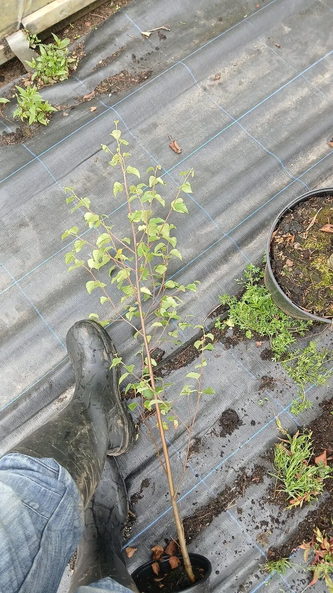 Native potted birch trees - Image 2