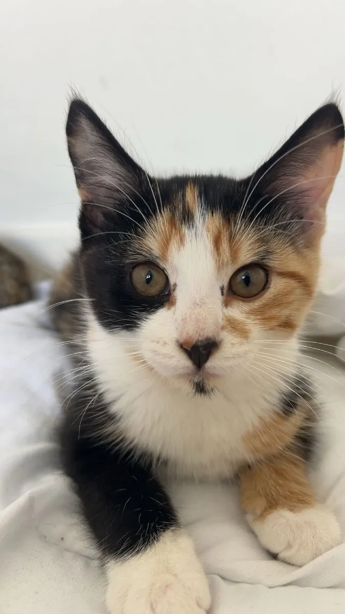 3 kittens - Image 1