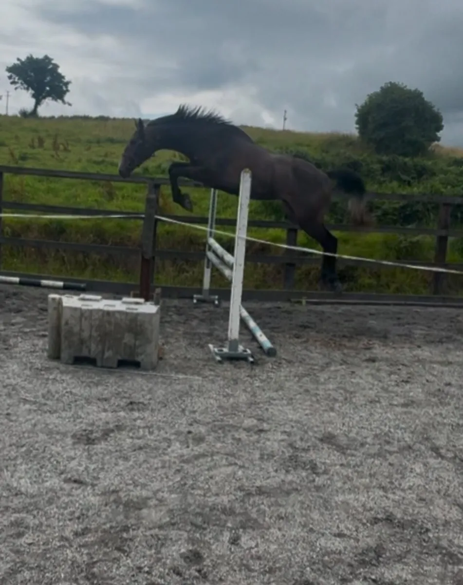 3 Year Old Top Class Filly - Image 1