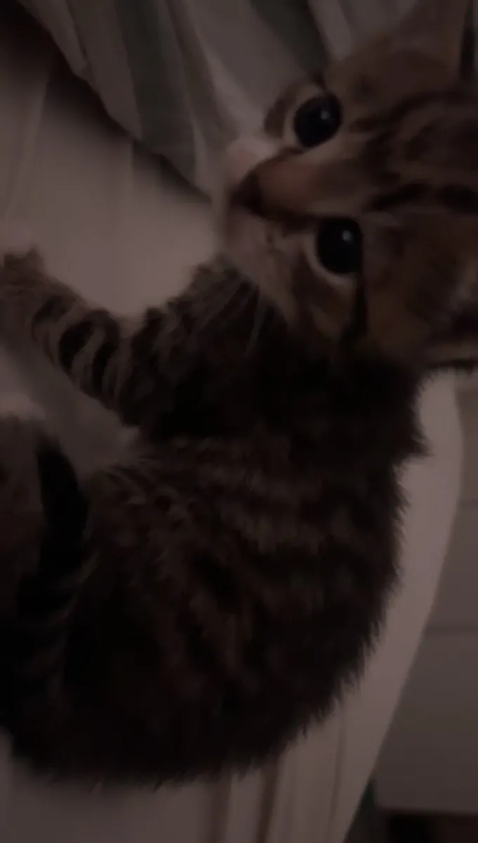 3 kittens - Image 2