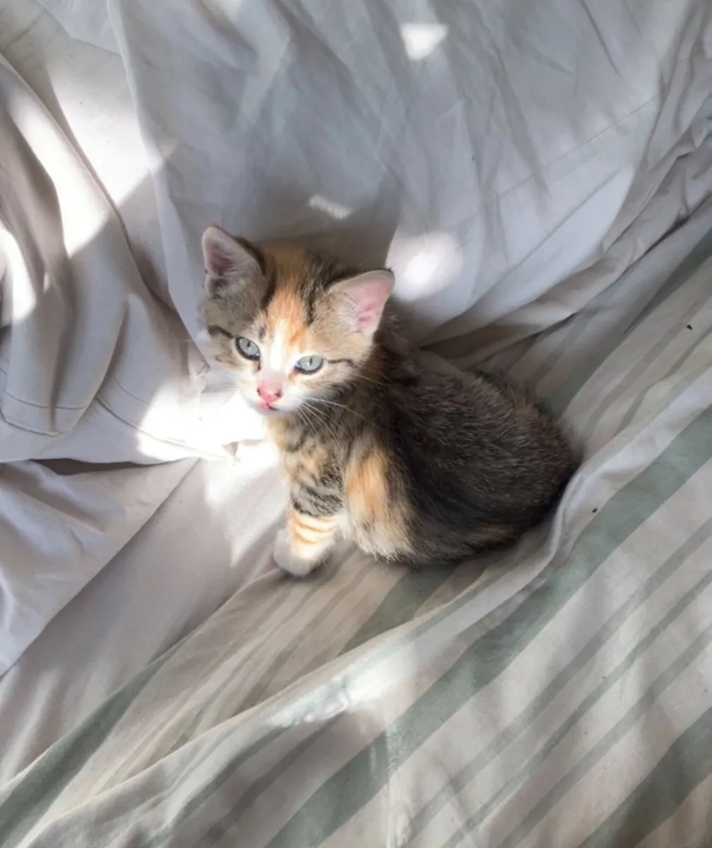 3 kittens - Image 3