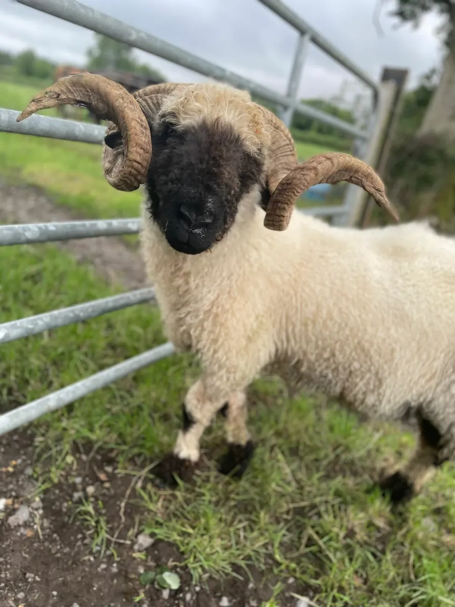 Ram - Image 1