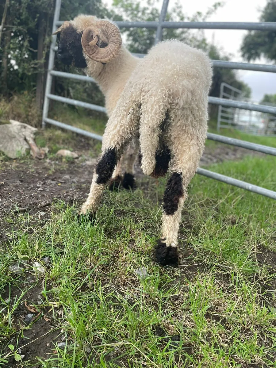 Ram - Image 2
