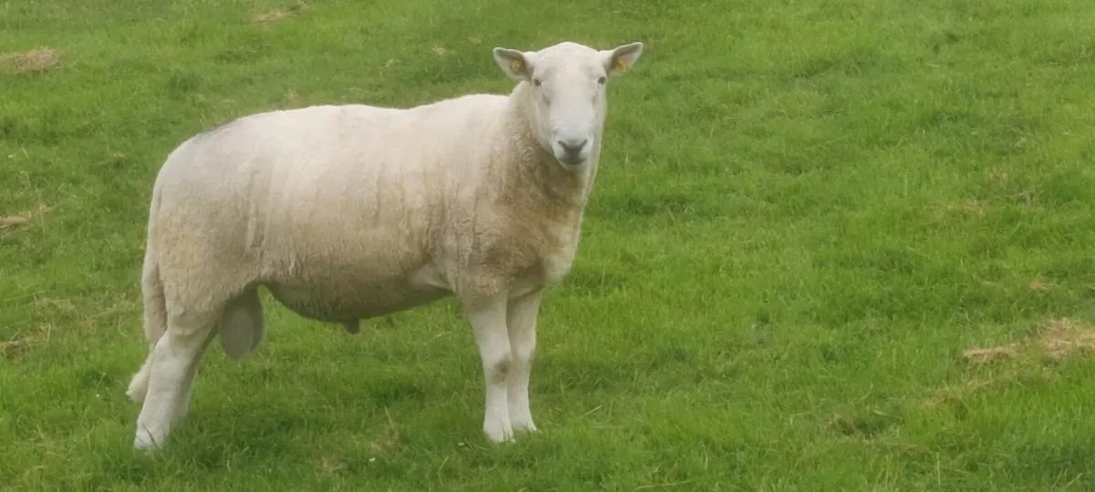 PBNR Cheviot Ram - Image 1