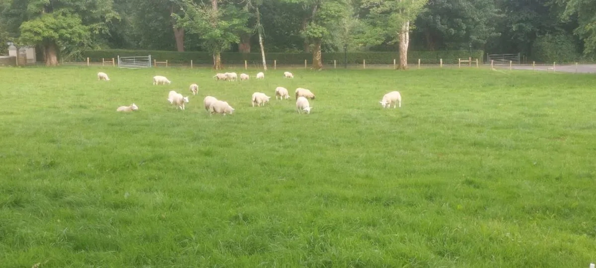 PBNR Cheviot Ram - Image 2