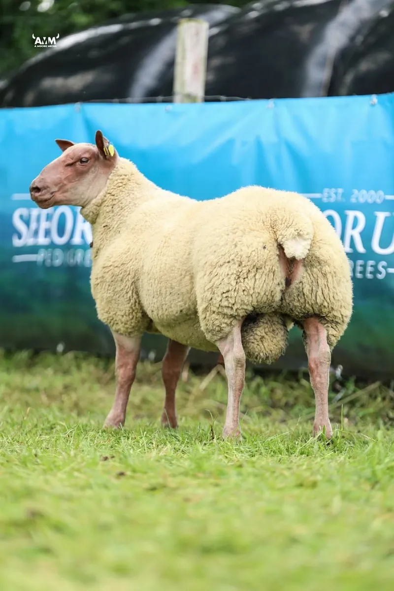 SIS ROUGE RAMS - Image 3