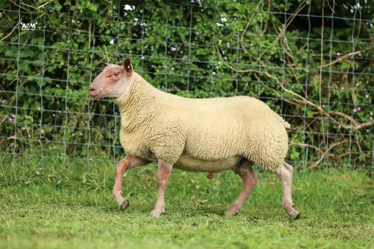 SIS ROUGE RAMS - Image 4