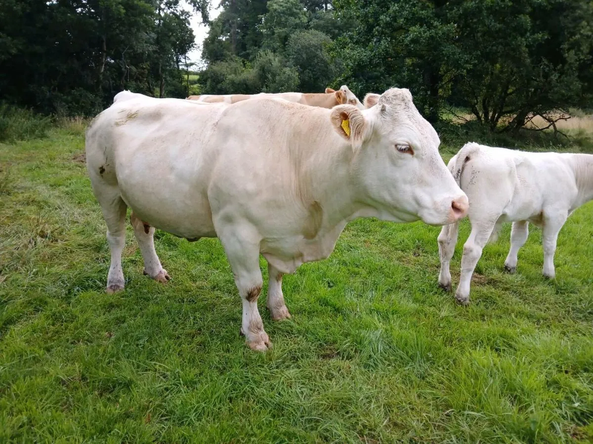 Ped Charolais cow and bull calf  simmental cow - Image 2