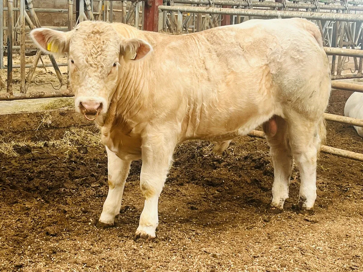 Pedigree Charolais Bull - 5 star - easy calver - Image 1