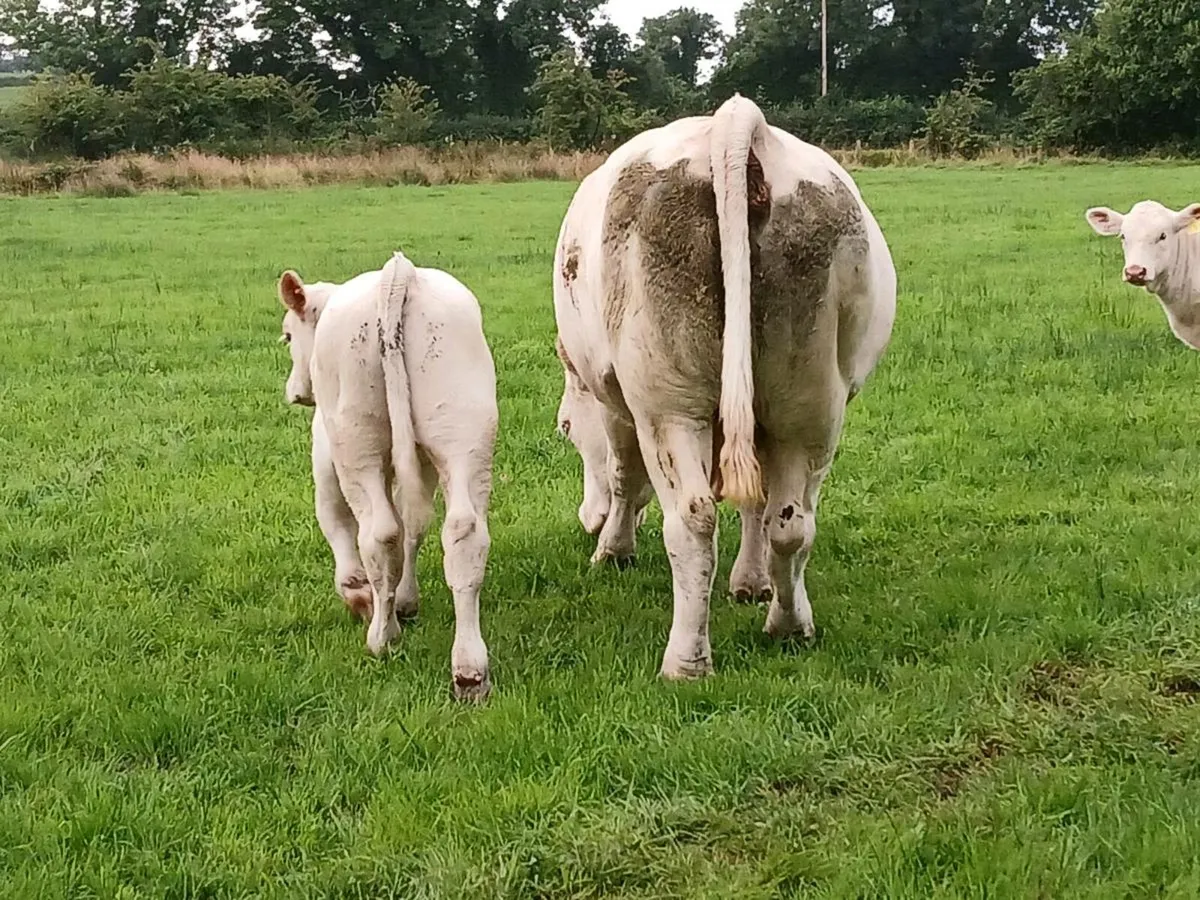 Ped Charolais cow and bull calf  simmental cow - Image 4