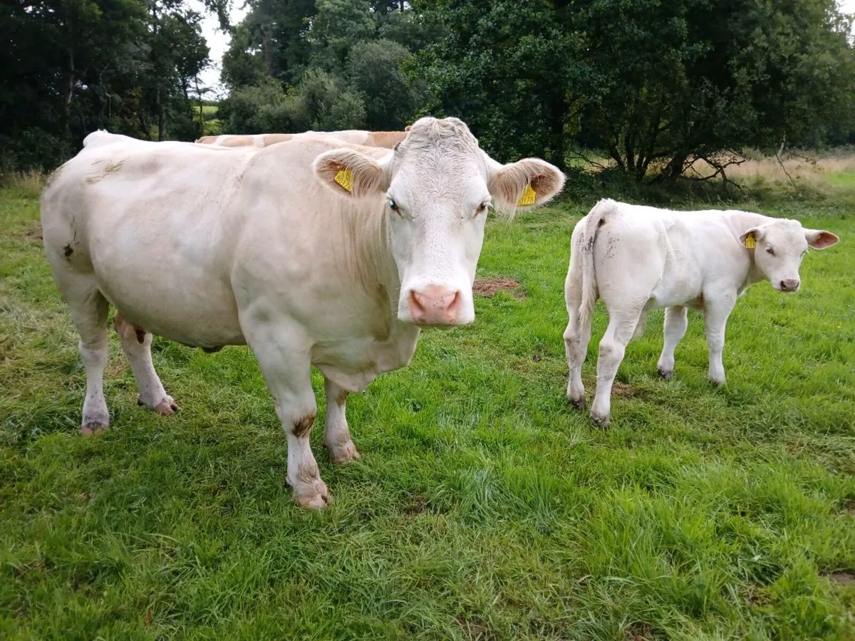 Ped Charolais cow and bull calf  simmental cow - Image 1