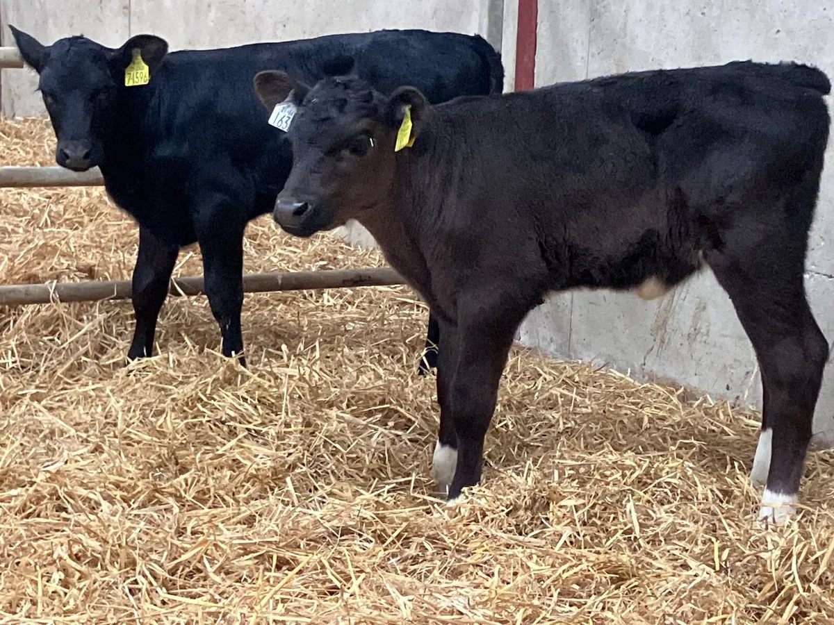 2 top quality angus heifer calves for sale - Image 3