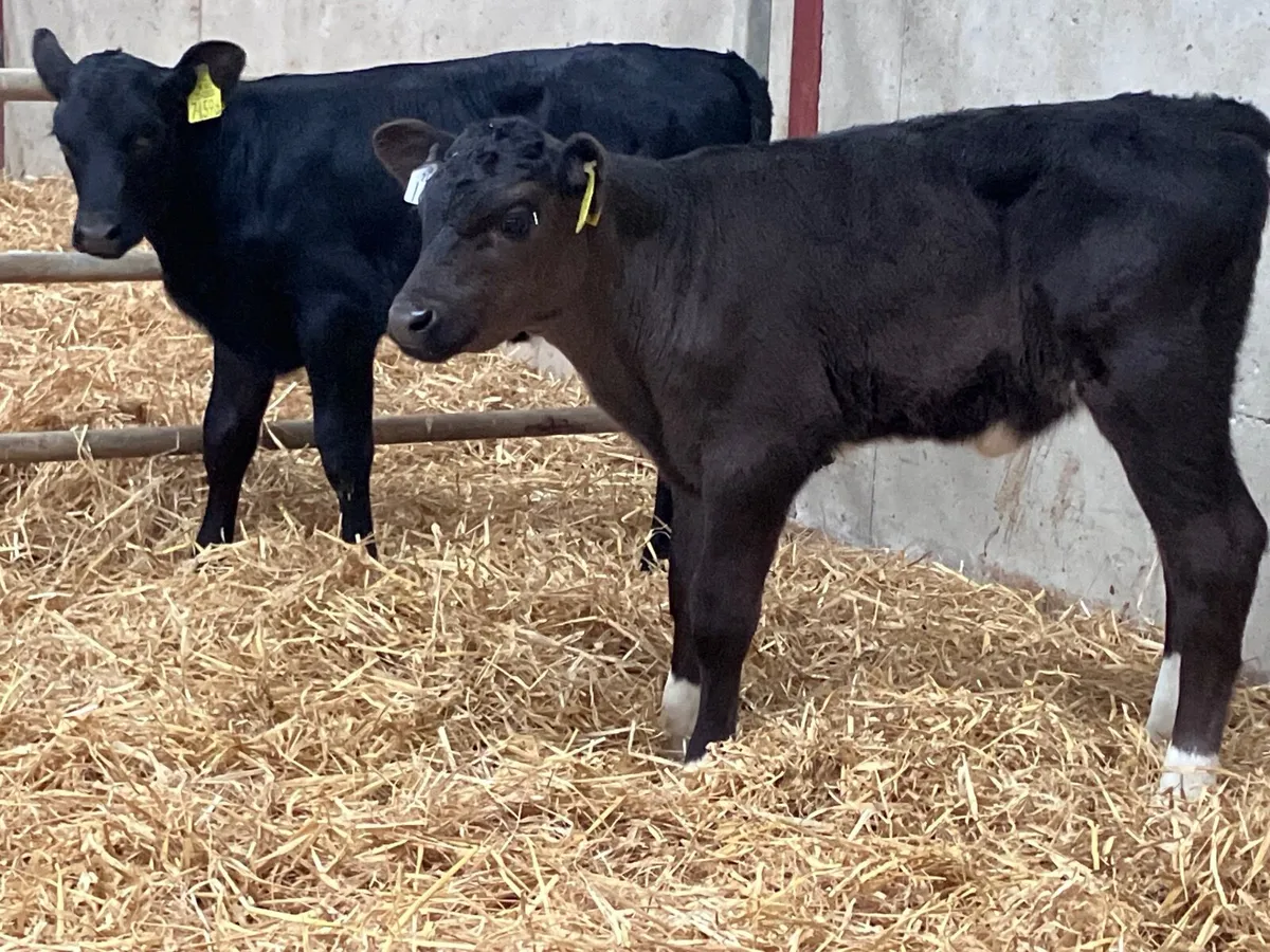 2 top quality angus heifer calves for sale - Image 4