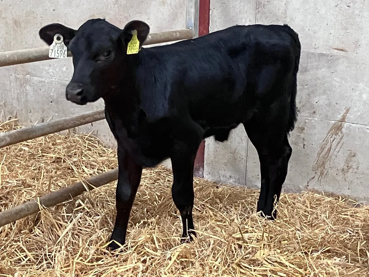 2 top quality angus heifer calves for sale - Image 2