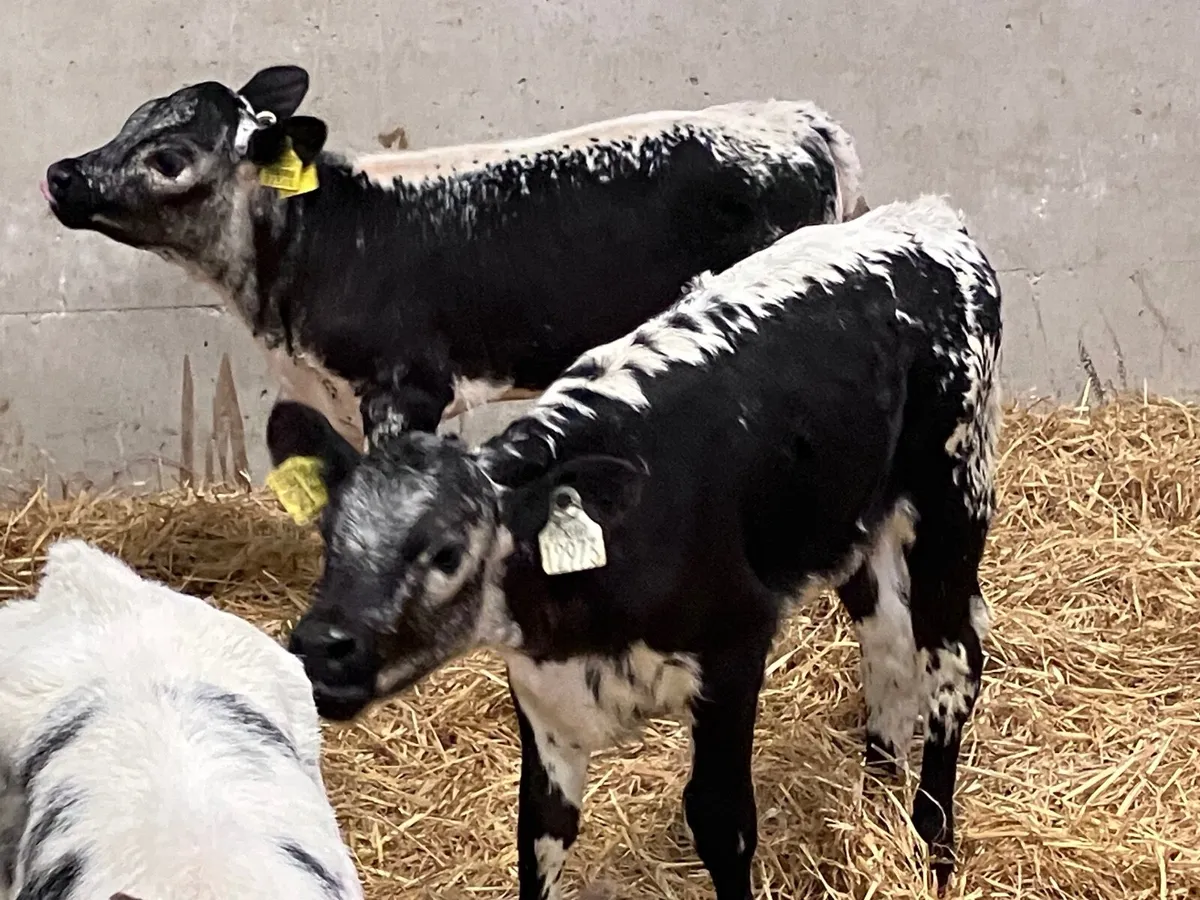 3 top quality speckled park & and Belgium blue hei - Image 2