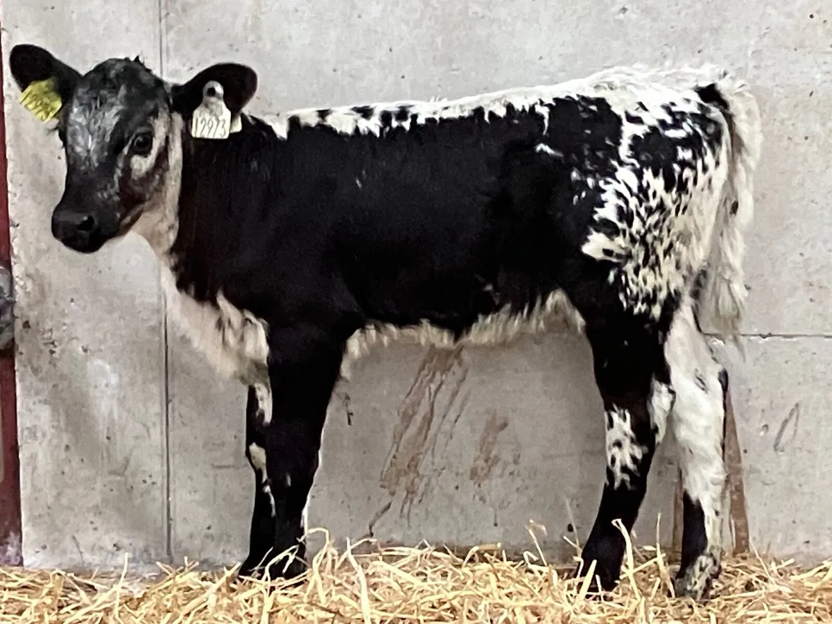 3 top quality speckled park & and Belgium blue hei - Image 4