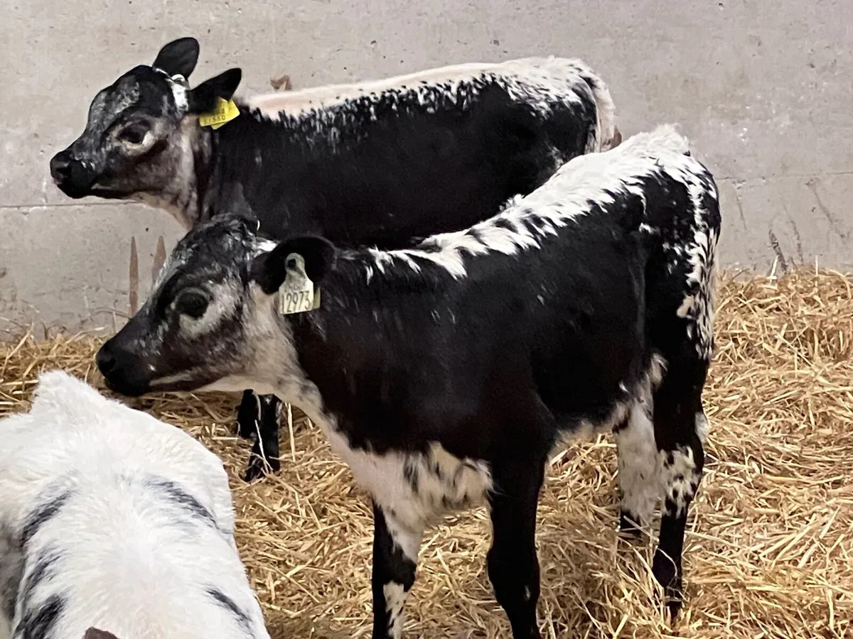 3 top quality speckled park & and Belgium blue hei - Image 1