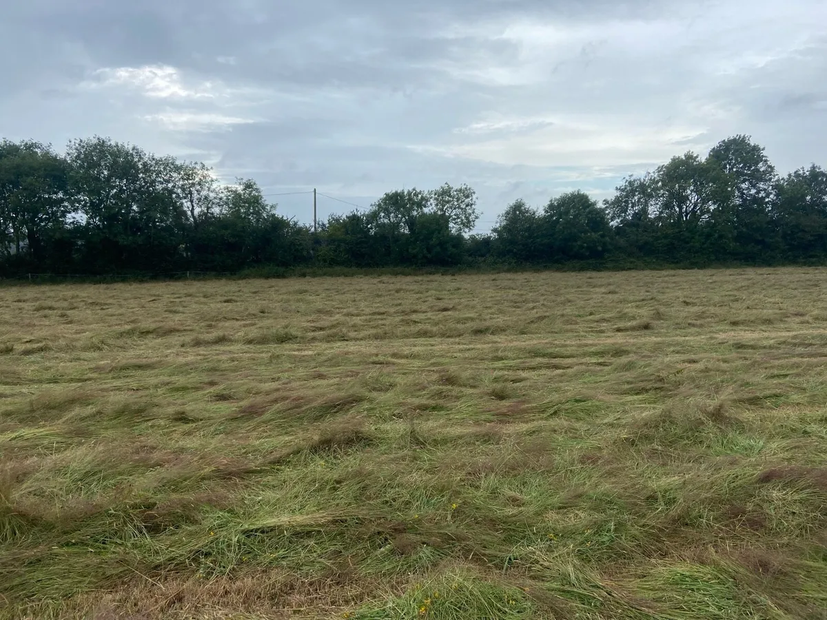 Hay - Image 3