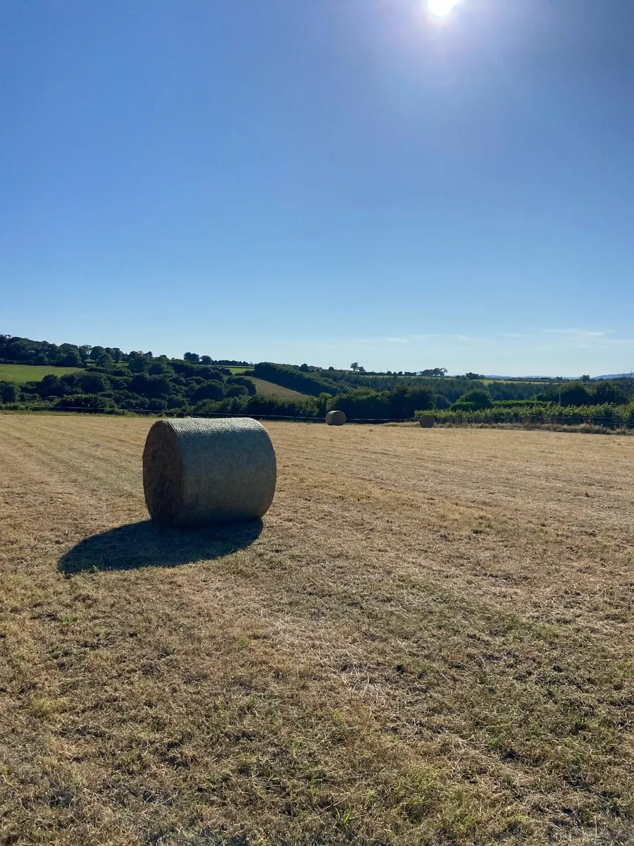 Hay - Image 1