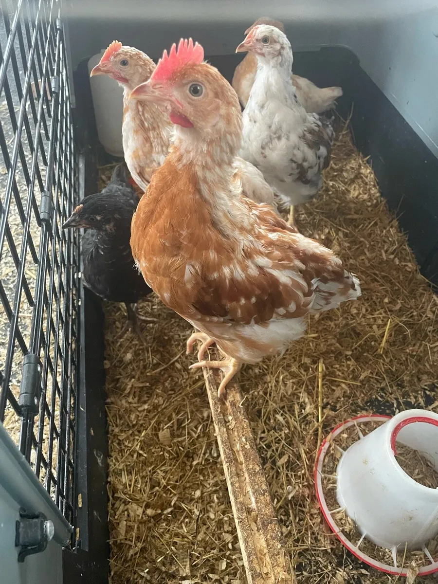 Rooster 6-7weeks old - Image 1