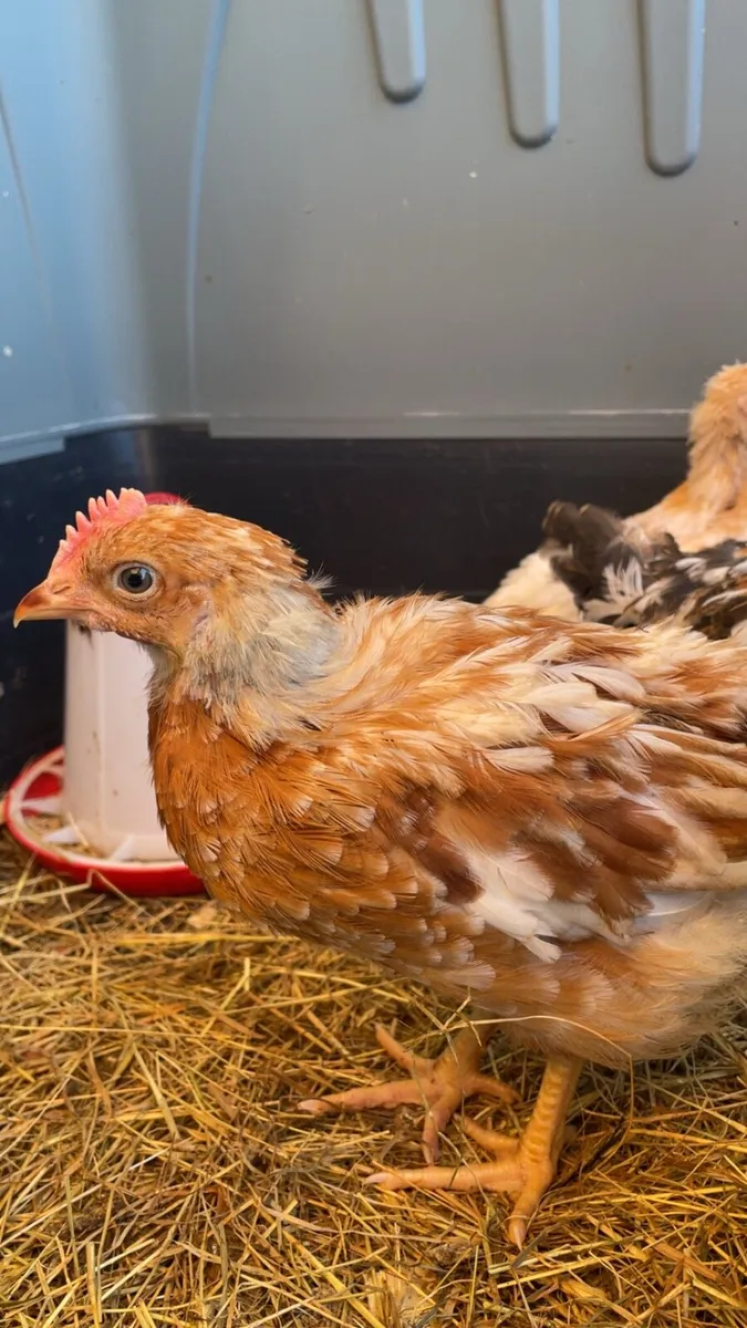 Rooster 6-7weeks old - Image 2