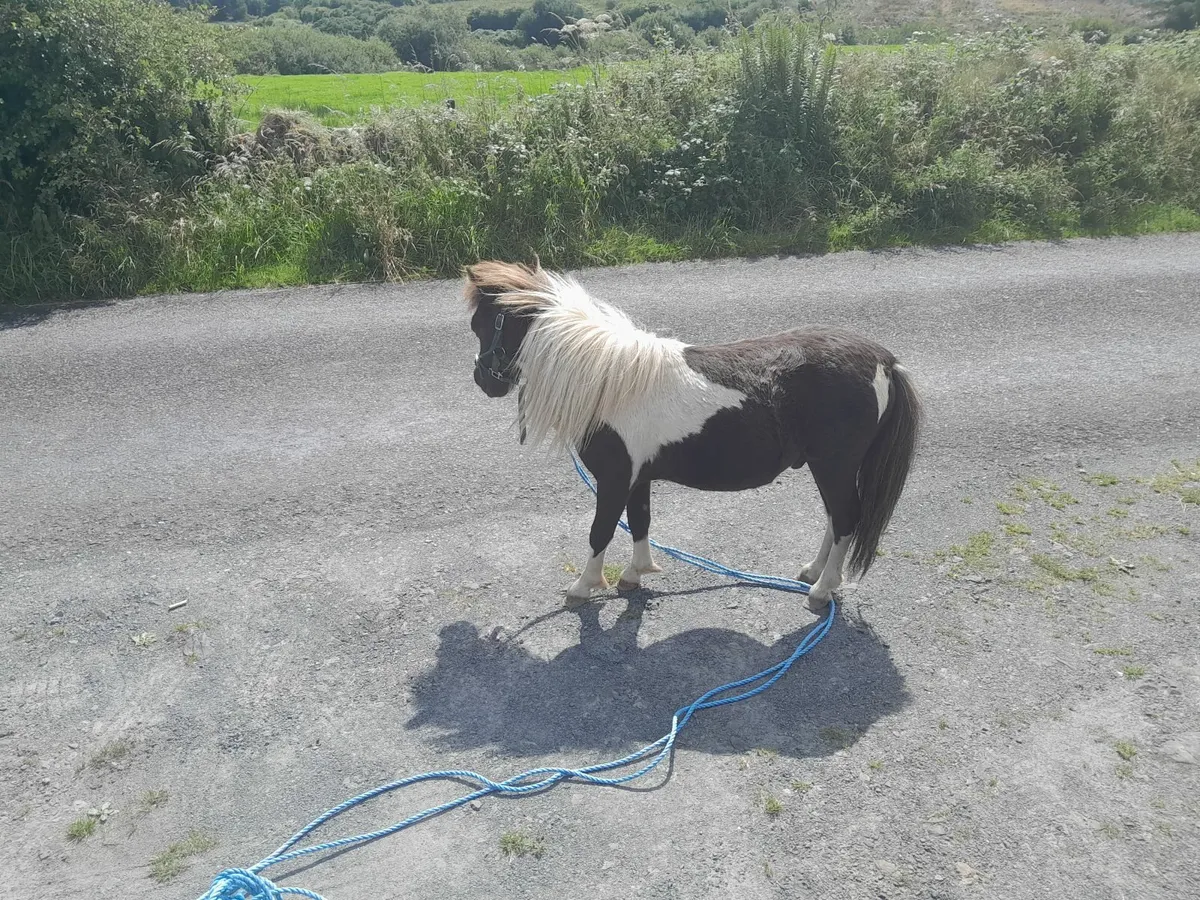 Small pony - Image 4