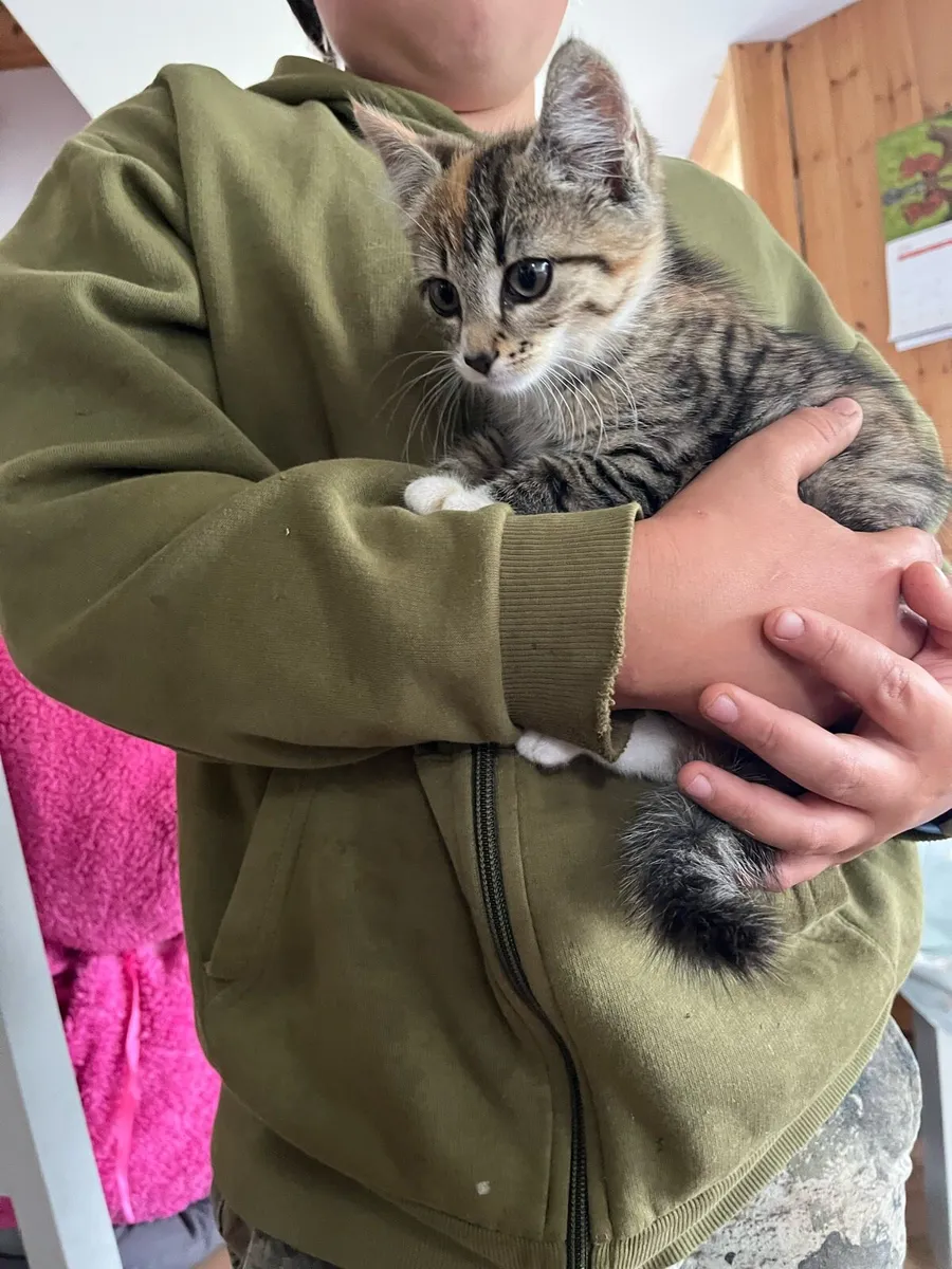 Kitten - Image 2