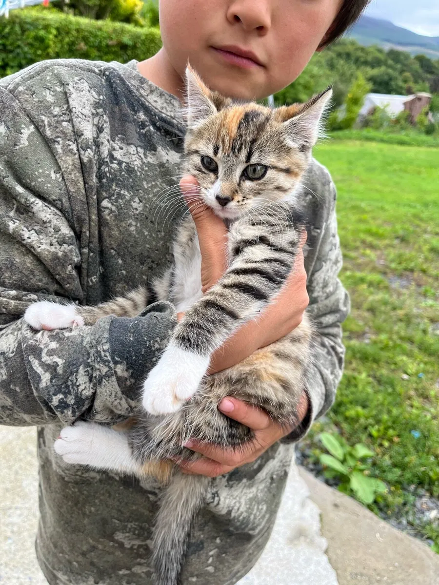 Kitten - Image 3