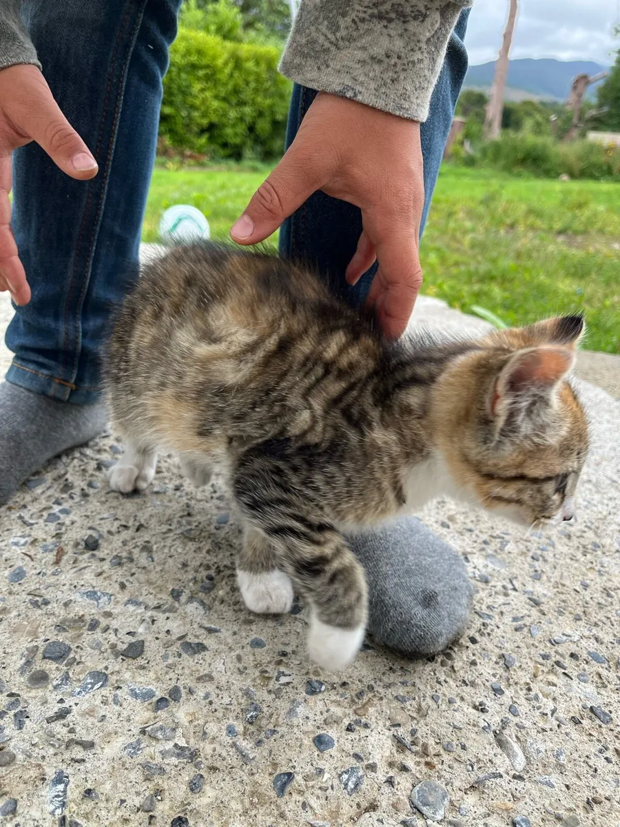 Kitten - Image 4