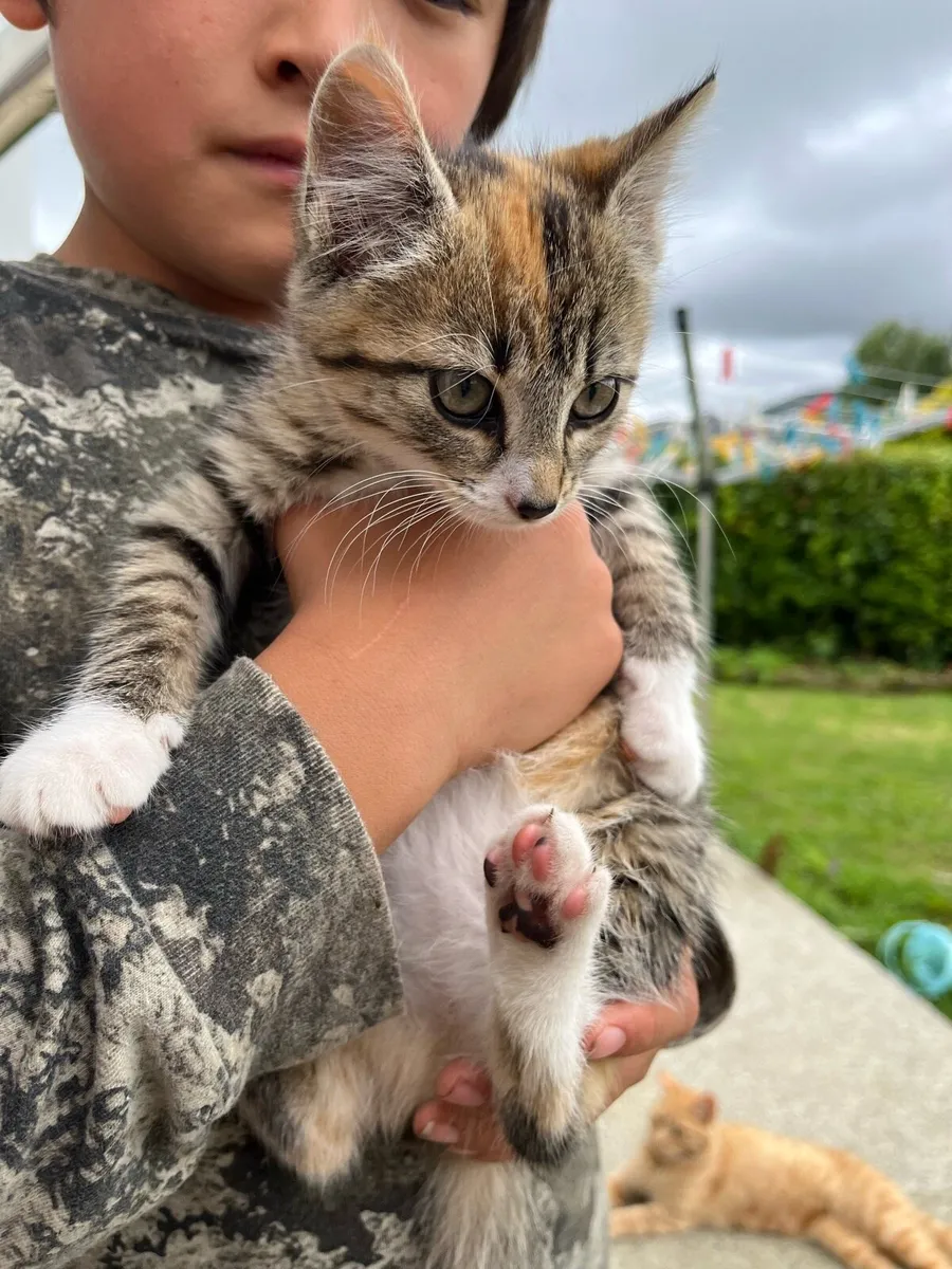Kitten - Image 1