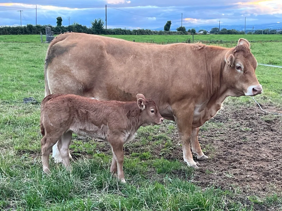 Limousine cow and female calf - Image 1