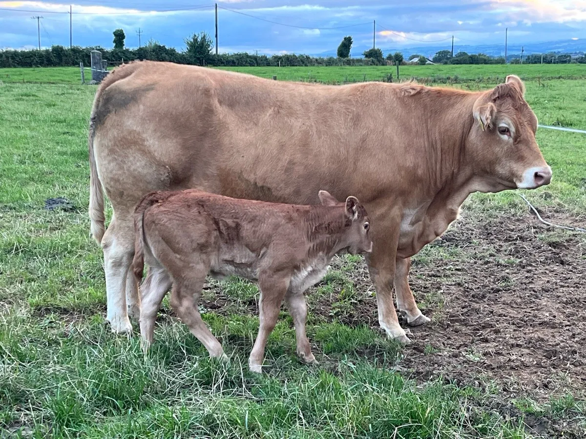 Limousine cow and female calf - Image 2