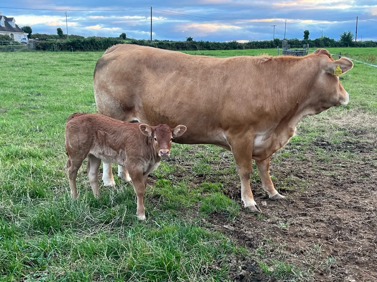 Limousine cow and female calf - Image 3