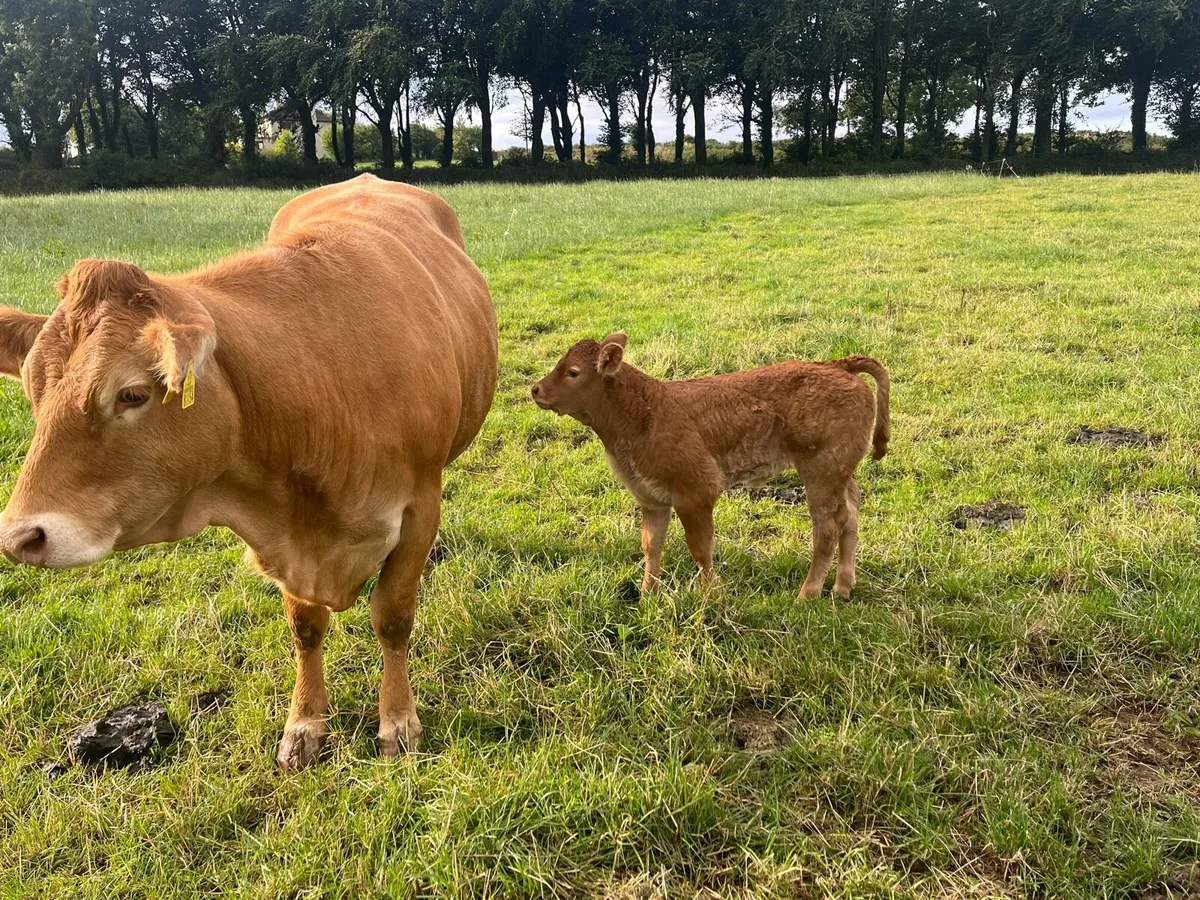 Limousine cow and female calf - Image 4