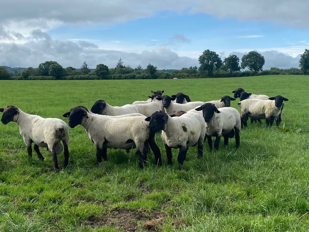 Pbnr Suffolk hogget rams - Image 1
